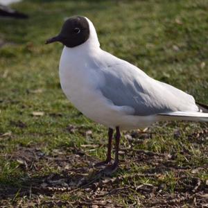 Black-headed Gull