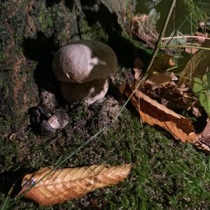 King Bolete