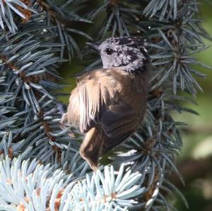 Crested Tit