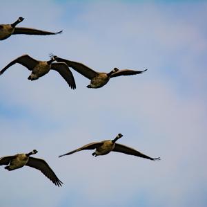 Canada Goose