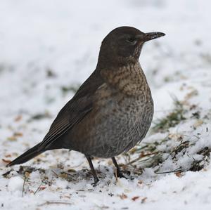 Eurasian Blackbird