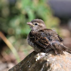 House Sparrow