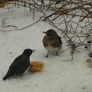 Fieldfare