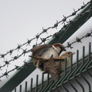 House Sparrow