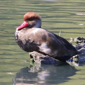 Red-crested Pochard