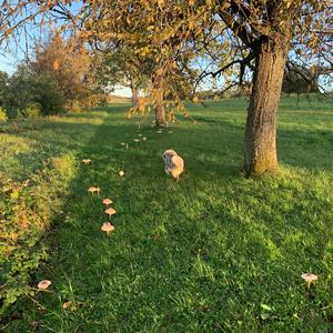 Parasol Mushroom