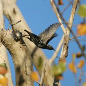 Common Starling