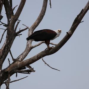 Schreiseeadler