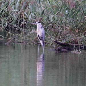 Grey Heron