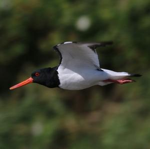 Eurasian Oystercatcher