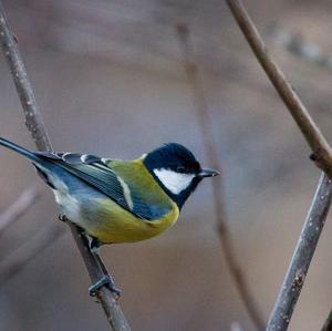 Great Tit