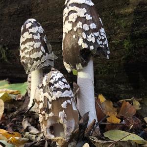 Magpie Ink-cap