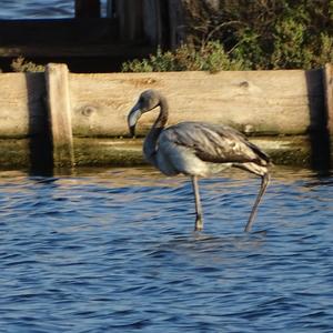 Greater Flamingo