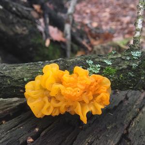 Tripe Fungus