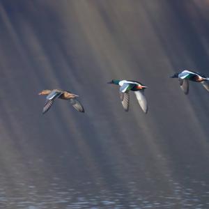 Northern Shoveler