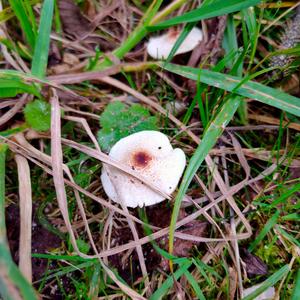 Malodorous Lepiota