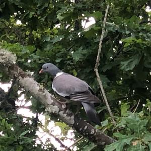 Common Wood-pigeon