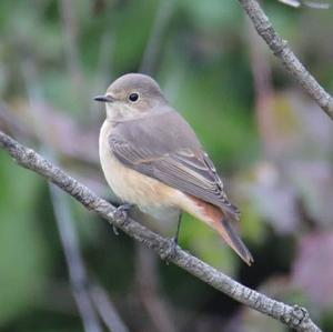 Common Redstart