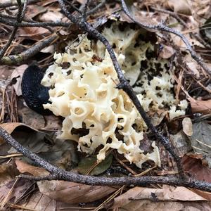 Eastern Cauliflower Mushroom