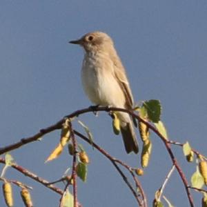 Spotted Flycatcher