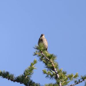 Tree Pipit