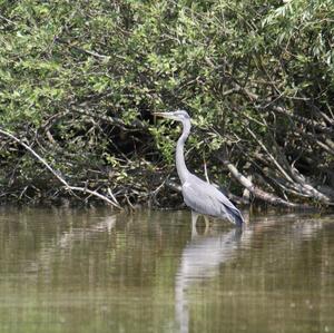 Grey Heron