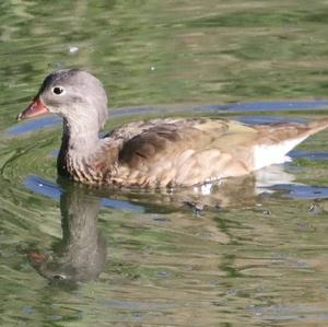 Mandarin Duck