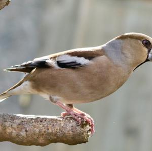 Hawfinch