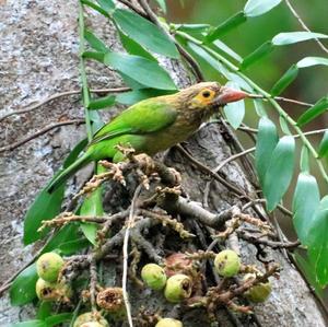 Braunkopfbartvogel