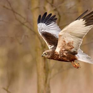 Western Marsh-harrier