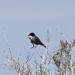 Sardinian Warbler