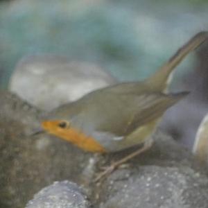 European Robin