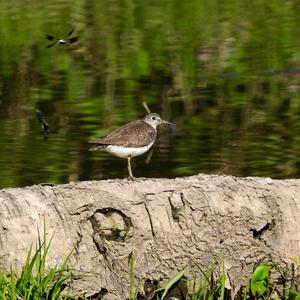 Einsamer Wasserläufer