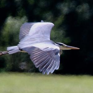 Grey Heron