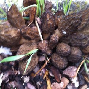 Black Morel