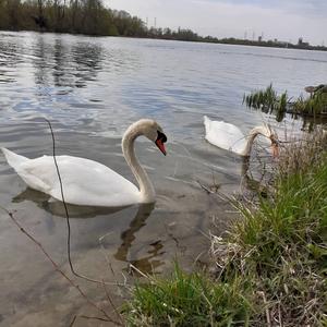 Mute Swan