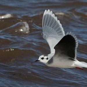 Little Gull