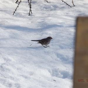 American Tree Sparrow