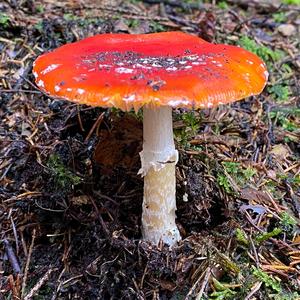 Fly Agaric