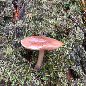 Fawn Mushroom