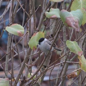 Willow Tit