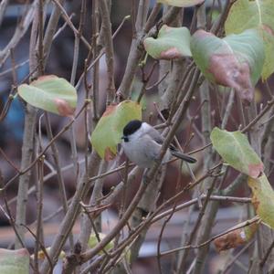 Willow Tit