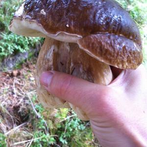 King Bolete