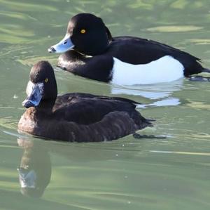 Tufted Duck