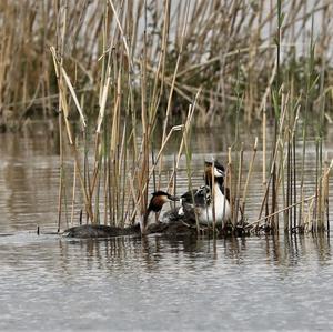 Great Crested Grebe