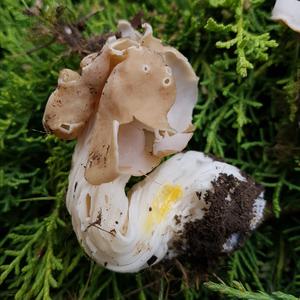 Fluted White Helvella