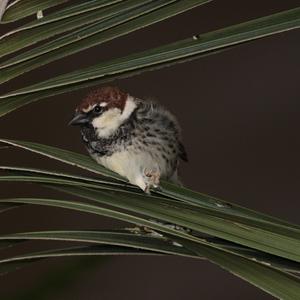 Spanish Sparrow