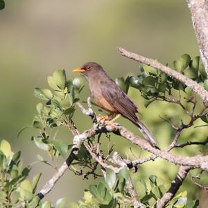 African Thrush