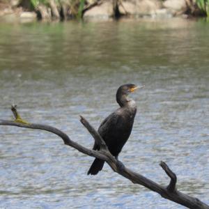 Double-crested Cormorant