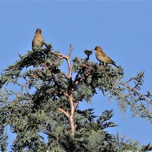 European Greenfinch